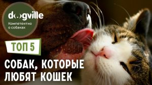 ТОП 5 Пород собак, которым НРАВЯТСЯ кошки