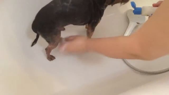 Йорк! Как купать собаку! Терьер! Йоркширский терьер! смотреть онлайн