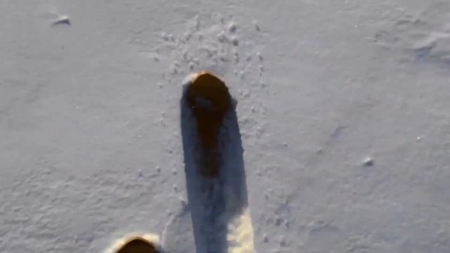Подкормка косуль зимой смотреть онлайн