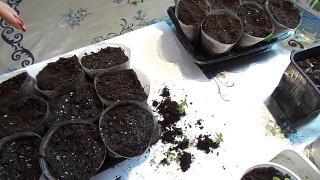 ВСХОДЫ БАКОПЫ И ЦИНЕРАРИИ.  ПЕРВАЯ ПИКИРОВКА. ОБЗОР РАСТЕНИЙ.