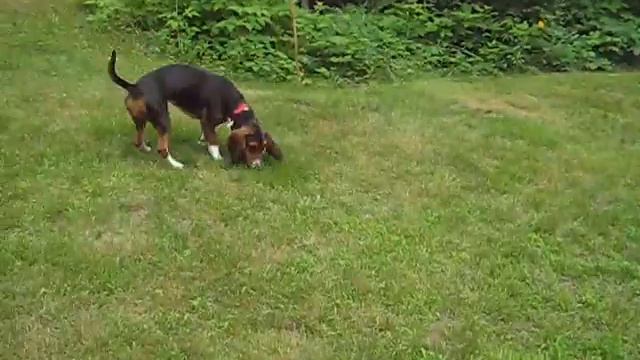 Abby the Basset Hound смотреть онлайн
