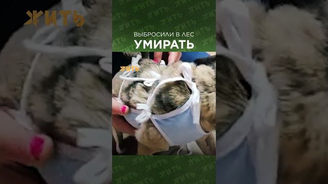 Спасибо, что спасли! @shortszoozhit #животные #мопс #собака смотреть онлайн