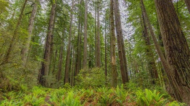Nature Wallpapers Slideshow - 4K UHD Wallpaper Pack - Giant Redwoods - Set #1
