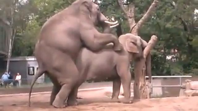Elephants Mating No. 1