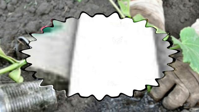 Выращиваем огурцы рассадой смотреть онлайн