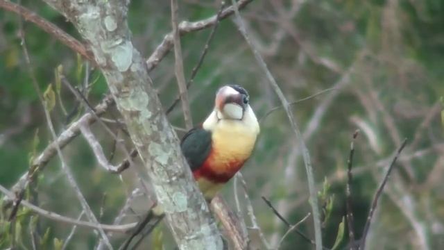 Курчавый арасари - самым красивый и необычный в семействе тукановых смотреть онлайн