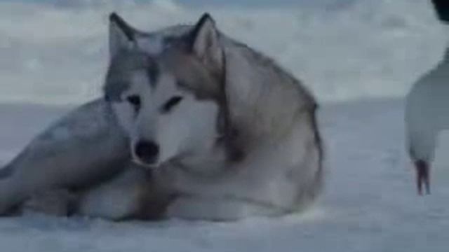 Собаки Хаски смотреть онлайн