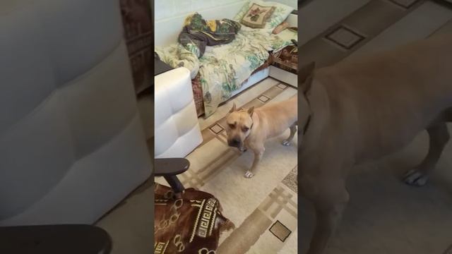 стаффордширский терьер Руфочка,любит баловаться. смотреть онлайн