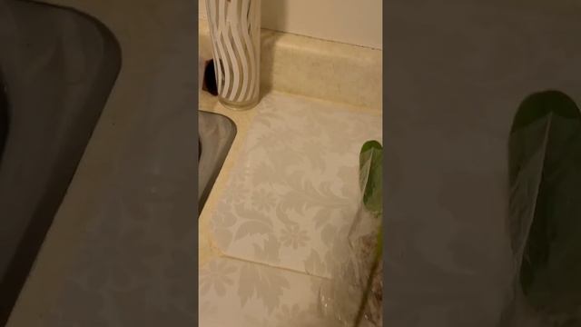 My last houle of 2020 for sure!!! (maybe...) LOL!!! Thanks Roehampton Orchids!!! смотреть онлайн