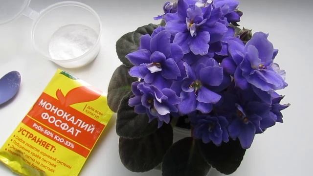 Запускает Пышное Цветение! Фиалки и Все Другие Цветы Будут Цвести Постоянно! смотреть онлайн