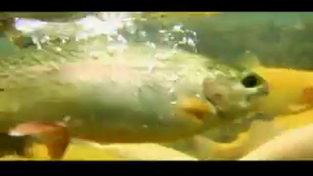 Facing East | Paddling Film Festival Trailer | Rapid Media смотреть онлайн