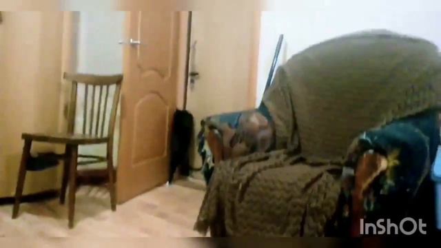 Bkh Katzen Kitten 2021. Кошки котята и приколы с другими животными. Клевое видео. смотреть онлайн