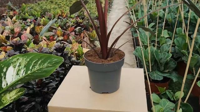 Alocasia Yucatan Princess 65cm Height | Live From The Nursery Series
