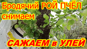 БРОДЯЧИЙ РОЙ ПЧЁЛ снимаем с груши САЖАЕМ в УЛЕЙ ! Как пересадить рой пчёл в улей !