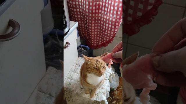 Семен поздравляет с днём рождения хозяйку)))) смотреть онлайн