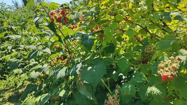 Секрет больших урожаев малины смотреть онлайн