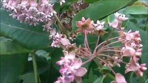 Ваточник   Неприхотливый многолетник медонос