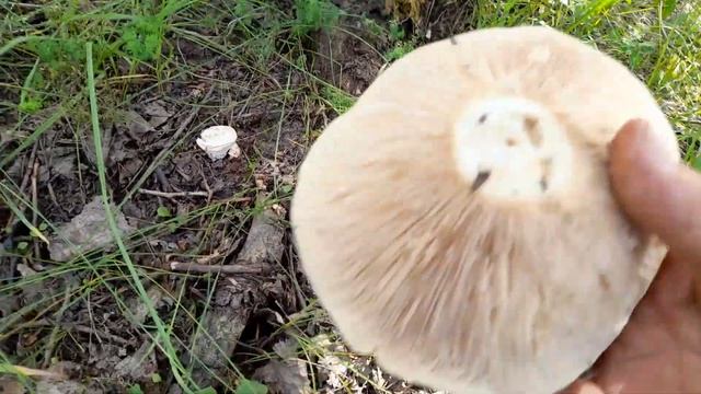 Груздь что сердце не давит. смотреть онлайн