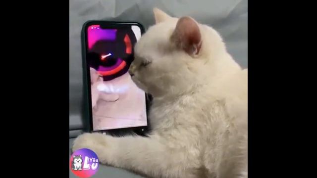 СМЕШНЫЕ ЗАБАВНЫЕ ЖИВОТНЫЕ 💝😍💝 ЛУЧШИЕ ПРИКОЛЫ С КОТАМИ И СОБАКАМИ @@ смотреть онлайн