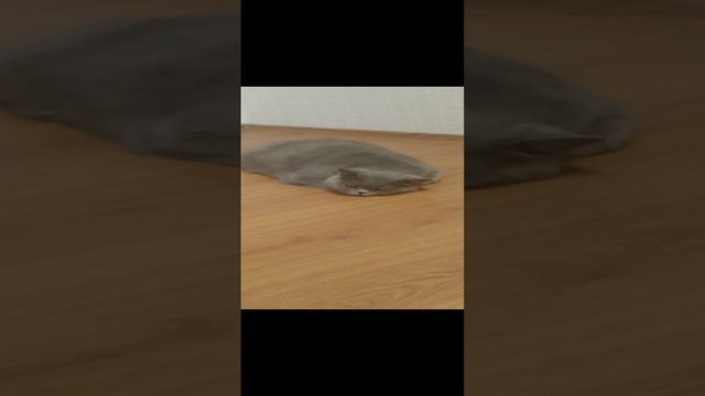мой кот заболел смотреть онлайн