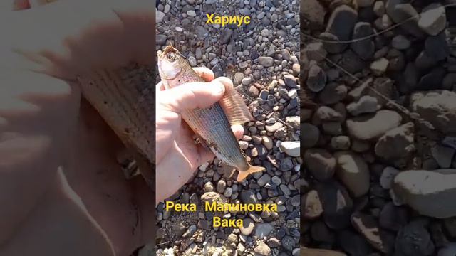 Хариус.Малиновка (Вака) Приморский край. смотреть онлайн
