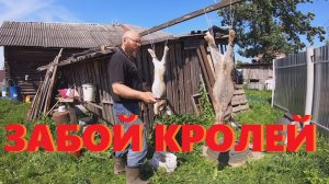 Корм для бройлеров и ЗАБОЙ КРОЛИКОВ.