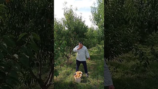 фрукты Таджикистане смотреть онлайн