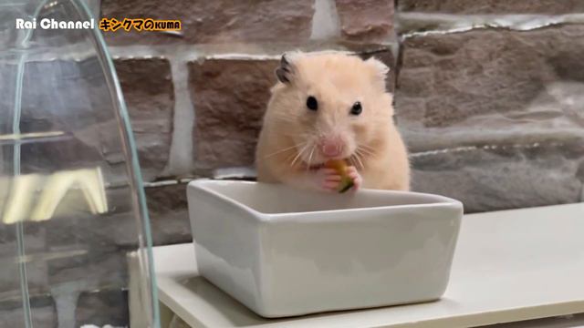 食事をしに起きてきた筈のハムスターが【日常行動観察】キンクマハムスター смотреть онлайн