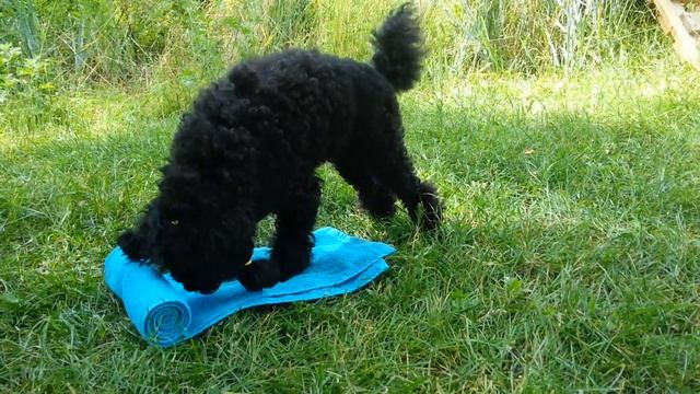 Пудель - умеет раскатывать коврик носом