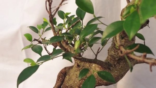 Cleaning Up A Ficus Retusa