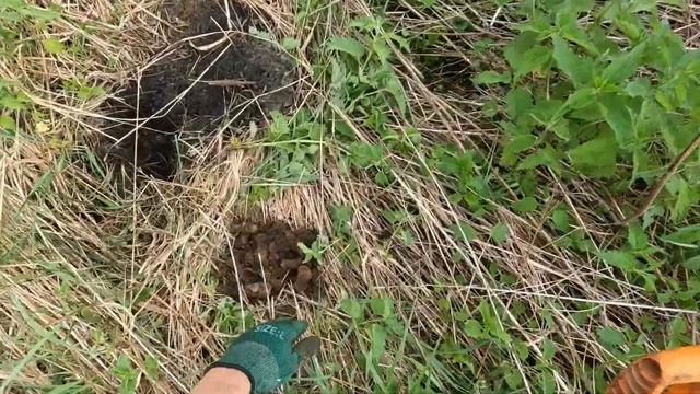 Нашел сброс металла!Результат отличный!Коп металла на старых очистных сооружениях. смотреть онлайн