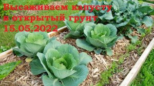 Высаживаем капусту в открытый грунт.mp4