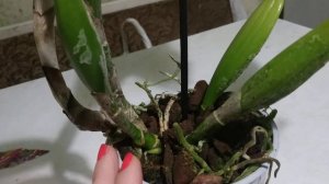 Уход за орхидеями.Каттлея-грунт,полив,пересадка