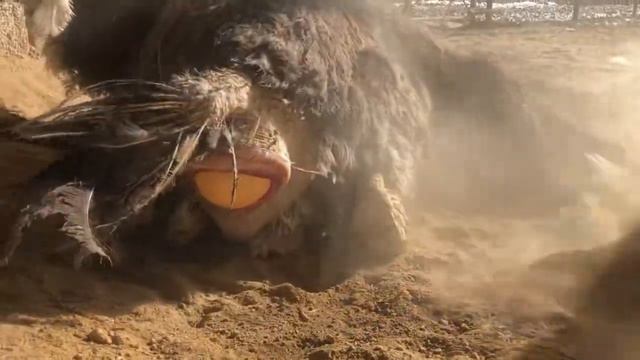 Туякуш тухум куйиши #туякуш #страус #түйеқұс #төөкуш #ostrich #шутурмурғ #düýeguş #devekuşu #نعامة смотреть онлайн