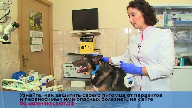 Как правильно наносить спрей от блох и клещей на животное смотреть онлайн