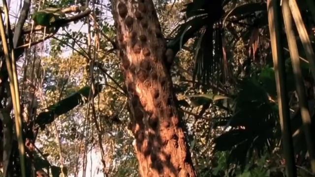 Карликовые игрунки едят смотреть онлайн