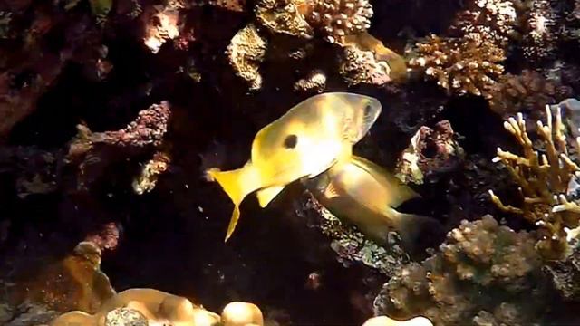 Dory snapper(Lutjanus fulviflamma), Луциан дори смотреть онлайн