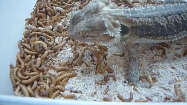 Бородатая Агама ест смотреть онлайн