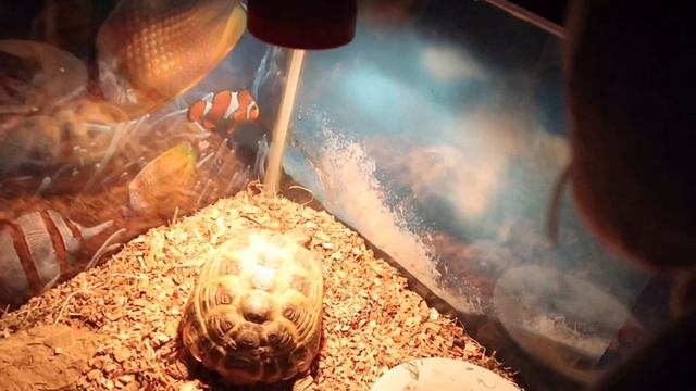 ЧТО ЛЮБИТ КОТ БАСИК,А ЧТО НЕТ?! смотреть онлайн