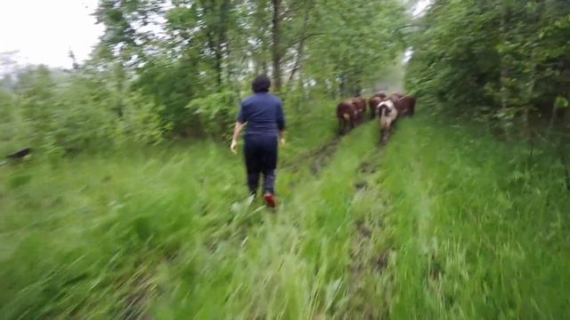 Бычки убежали! смотреть онлайн