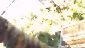 какие линии бакфаста лучше для слабых взятков с разнотравья - линия А98 ( UIV )