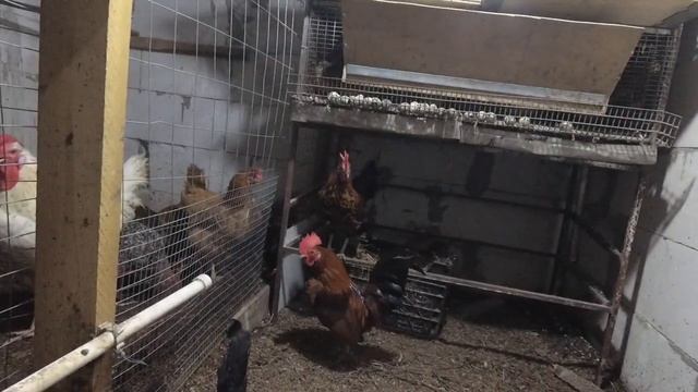 Беда в курятнике.Потерял Павловскую Бентамку