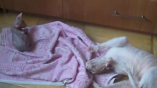 Кот Сфинкс играет с котёнком смотреть онлайн