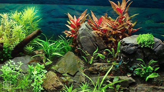 Месяц после запуска аквариума на 180 литров на подложке Tropica Plant Growth Substrate