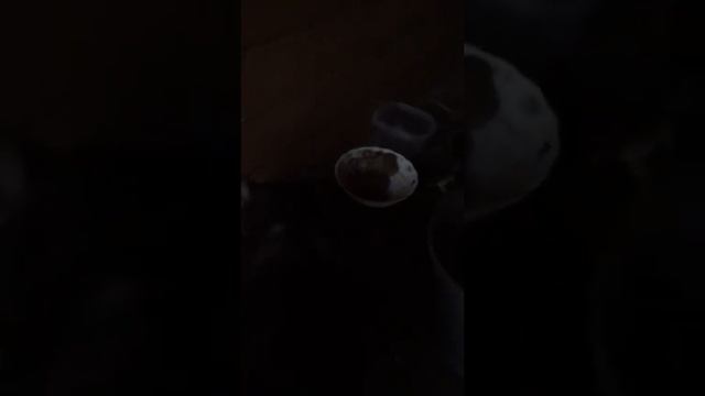 КАК УЖИВАЮТСЯ КОТЫ И АЛАБАИ , ИЛИ ПИЩЕВАЯ АГРЕССИЯ