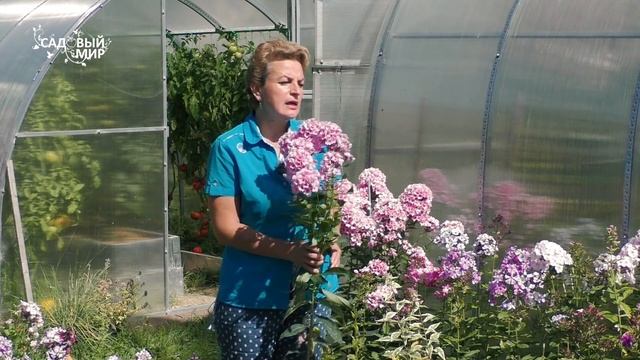 Секреты пышных флоксов смотреть онлайн