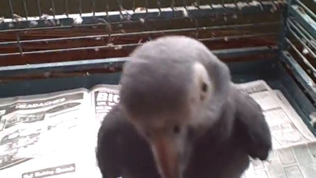Ziggy's New Game смотреть онлайн