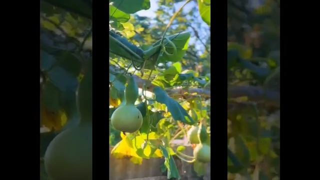 Жареная КУКУРУЗА на Костре ! смотреть онлайн