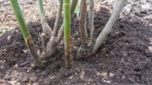 Розы . Обрезка и обработки роз , после зимы .