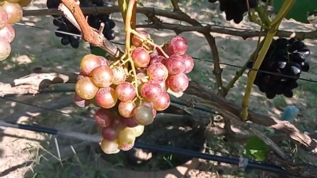 @Виноград Басанти и Бенито зреют Виноградник Гергеля смотреть онлайн